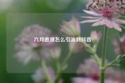 六月追漫怎么引流到抖音